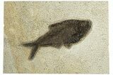 Detailed Fossil Fish (Diplomystus) - Wyoming #252166-1